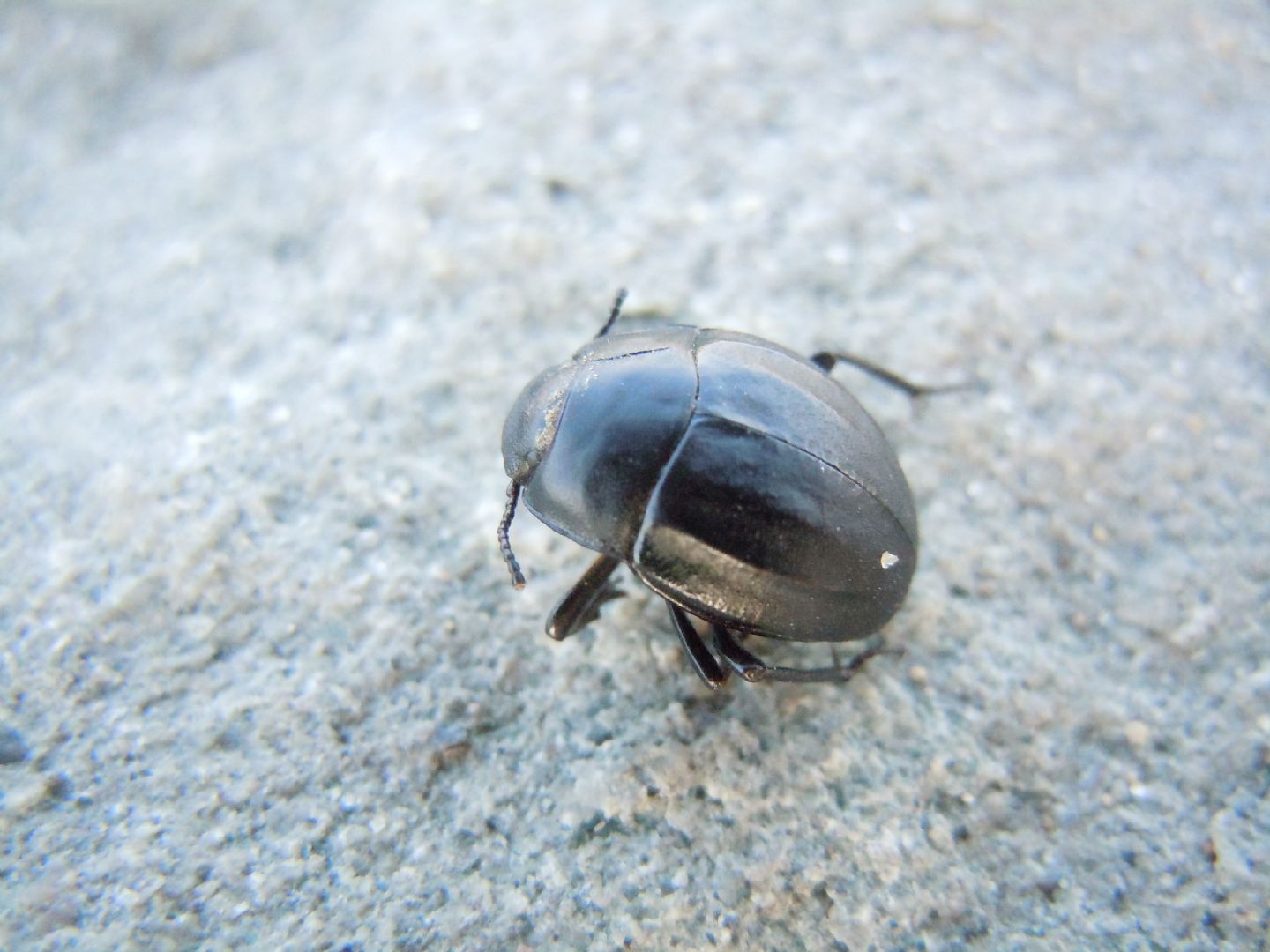 Erodius siculus neapolitanus? S (Tenebrionidae)